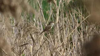 Krūmu ķauķis. Blyth's Reed Warbler