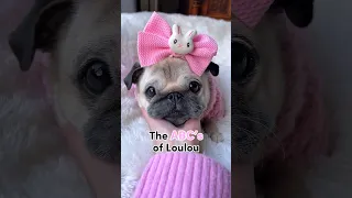 Everything you need to know about LOULOU 🙌🏼🩷 #pug #dog #adorable