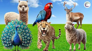 Funniest Animal Sounds In Nature: Camel, Parrot, Deer, Sheep, Leopard, Peacock