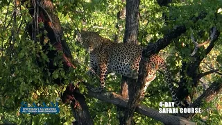 FTW SAAM Safari Course