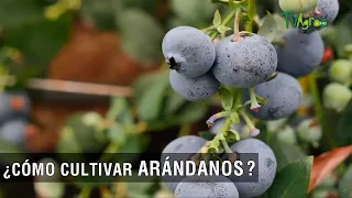 Cómo cultivar arándanos - TvAgro por Juan Gonzalo Angel Restrepo
