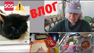 ВЛОГ✅Коту нужен дом✅Делаю новую клумбу✅Обед в беседке✅Пеку из слоеного теста@SubTatiana