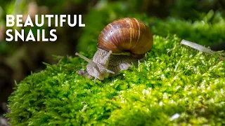 The Most Beautiful FILM on SNAILS// HOW SNAILS MOVE// Are SNAILS Good PETS// Are snails SLOW ANIMALS
