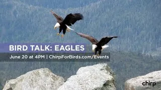 Eagles, Eagles, Eagles! with Sandy Steers; 2020 Edition | Chirp Nature Center