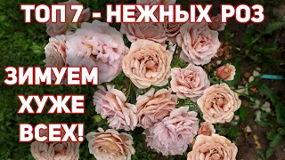 Сорта роз,  которые ежегодно вымерзают до прививки. Из года в год - один результат!