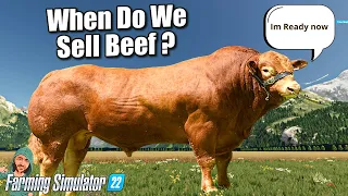 When Is the Best Time To Sell Beef Cows ? - Farming Simulator 22