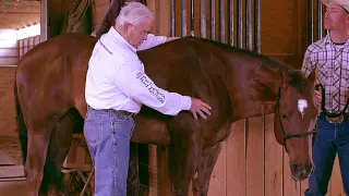 Equine Massage   Five Main Techniques