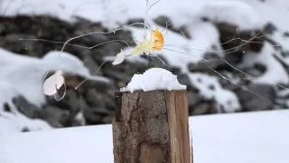 Slow Motion Egg Break