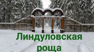 Линдуловская роща,                                        21 апреля  2024 г.