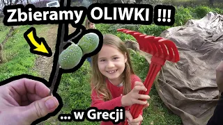 Praca przy Zbiorze Oliwek w Grecji !!! - Jak to Wygląda ??? * mandarynki i rumuńska kiełbasa #527