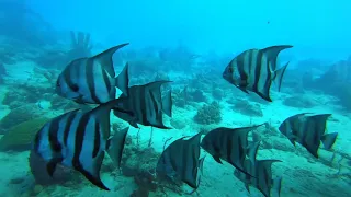 DIVING IN THE CARIBBEAN SEA   A 90 MINUTE UNDERWATER RELAXATION VIDEO