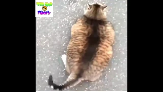 Funny cat videos | cute cats compilation | 101 Super Weird Cats | Funniest Cat Videos