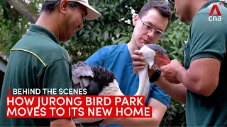 How Jurong Bird Park moves its birds to their new home | Behind the scenes
