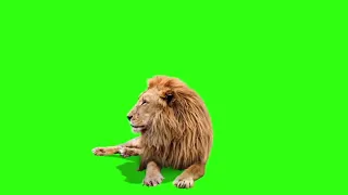 Male Lion   Best Green Screen  Download Link - no coyright