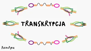 Genetyka: transkrypcja