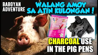 Piggery Tutorial: Paano mawala ang amoy ng kulongan ng baboy? Gamit ang ULING!