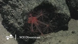 Hunting for Hydrothermal Flow | SOI Divestream S0494
