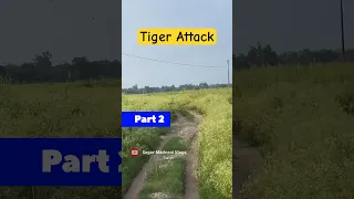 Tiger Attack & Killed 2 😱- Jim Corbett National Park #shorts #jimcorbett #tiger