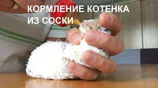 Кормление котёнка из соски