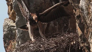 Black Eagle E3 learning to fly between the Breeze & the Gale