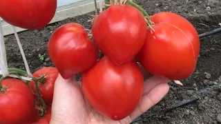 Обзор сортов томатов 2020 ( 1 ч).
