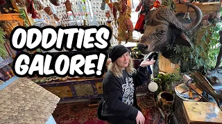 Mablels | Eau Claire | An Oddity & Antique Shop in Wisconsin