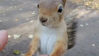 Белка, которая вообще не готова к зиме  / A squirrel that is not ready for winter at all