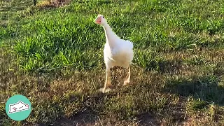 Bossy Goose Yells At People Every Day To Get Some Love | Cuddle Buddies