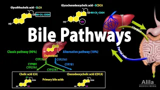 Bile Pathways and the Enterohepatic Circulation, Animation