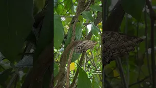 Cockrell Butterfly Center 🦋