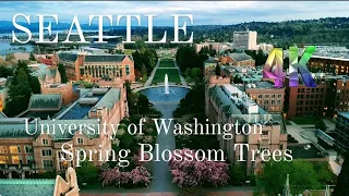 usa SPECTACULAR SIGHT  UNIVERSITY OF WASHINGTON | A TOUR TO EXPLORE THE STUNNING BLOSSOM BEAUTY 4K