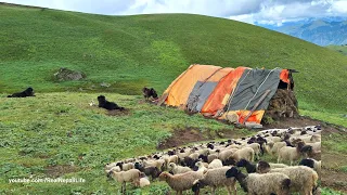 Himalayan Shepherd Life of Nepal | Sheep Shepherd life | jumla | Nepal | Real Nepali Life🇳🇵