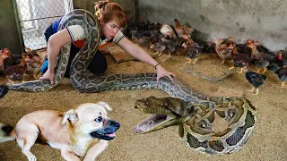 Giant PYTHON Attack Chicken Farm While Harvest Banana Goes to the Market Sell | Free New Life