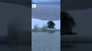 Polar Bear hunt