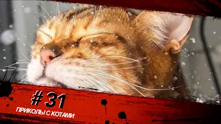Смешные КОТЫ #31 / Лучшие приколы 2020 / Funny cats.
