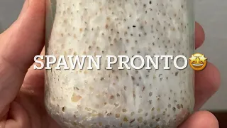PARTE 2 “Preparazione spawn per la coltivazione di funghi in casa con sezione di Pleurotus ostreatus