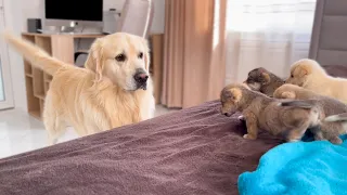 How a Golden Retriever Became a Friend to New Tiny Puppies [Compilation]