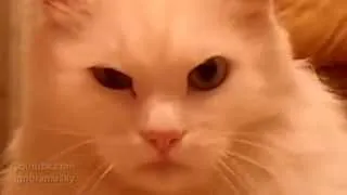 Очень серьезный кот / A very serious cat