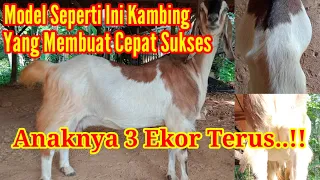 Trik Memilih Indukan Kambing Bagus..!! Beranak Banyak