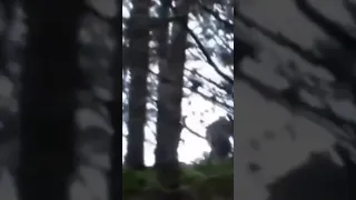 SASQUATCH throwing Tree's #bigfoot #hiking #nature #outdoors #sasquatch