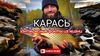 Интересные факты из жизни карася