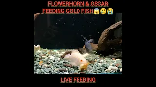 Live Feeding 😱😱😱 Oscar and Flowerhorn attacking Gold Fish (Mood Off) ||#shorts