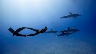 Freediving with Dolphins