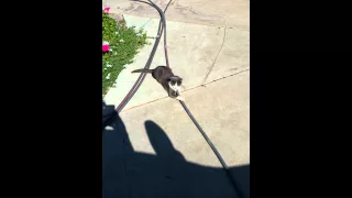 Lucy_cat_vs_garden_hose