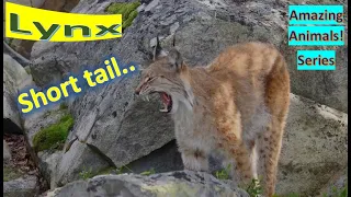 Lynx facts 🐈 four species - Canada lynx, Iberian lynx, Eurasian lynx, bobcat 🐈‍⬛