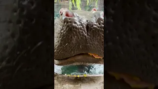 Hippo devours a pumpkin at the Fort Worth Zoo!