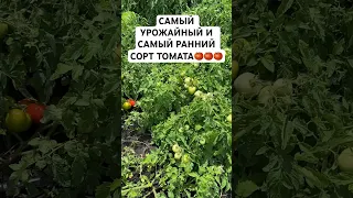 Самый урожайный и самый ранний сорт томата в нашем огороде 🍅 #дача #овощи #огород #сад #теплица