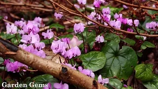 Hardy cyclamen (Cyclamen coum and Cyclamen hederifolium)