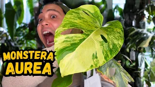 I propagated my Monstera Aurea…here are the results 💚 houseplants I love