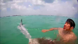 Dolphin 'caught in fishing line' at Bedok Jetty freed